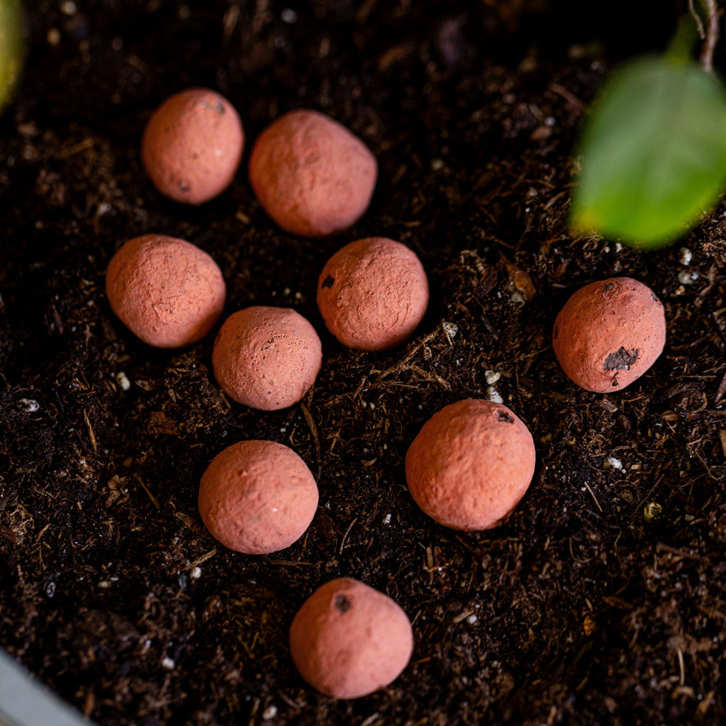 Red Poppy Wildflower Garden Confetti Seed Balls
