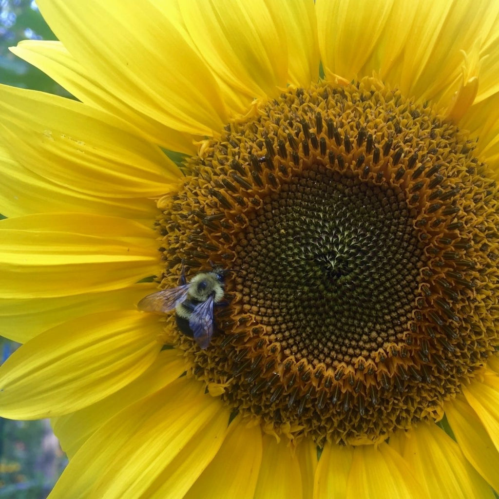 Golden Sunflower Wildflower Garden Confetti Seed Balls