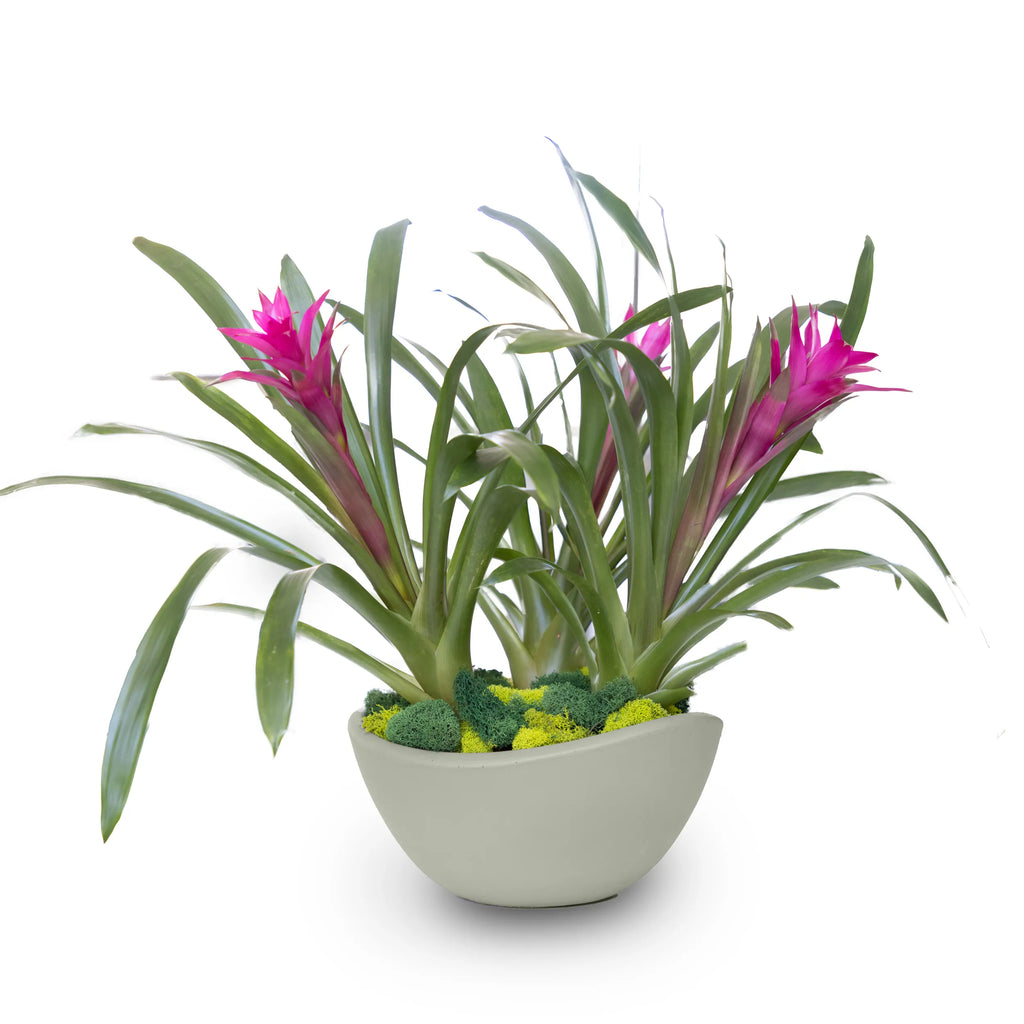 Concrete Wave Tabletop Planter