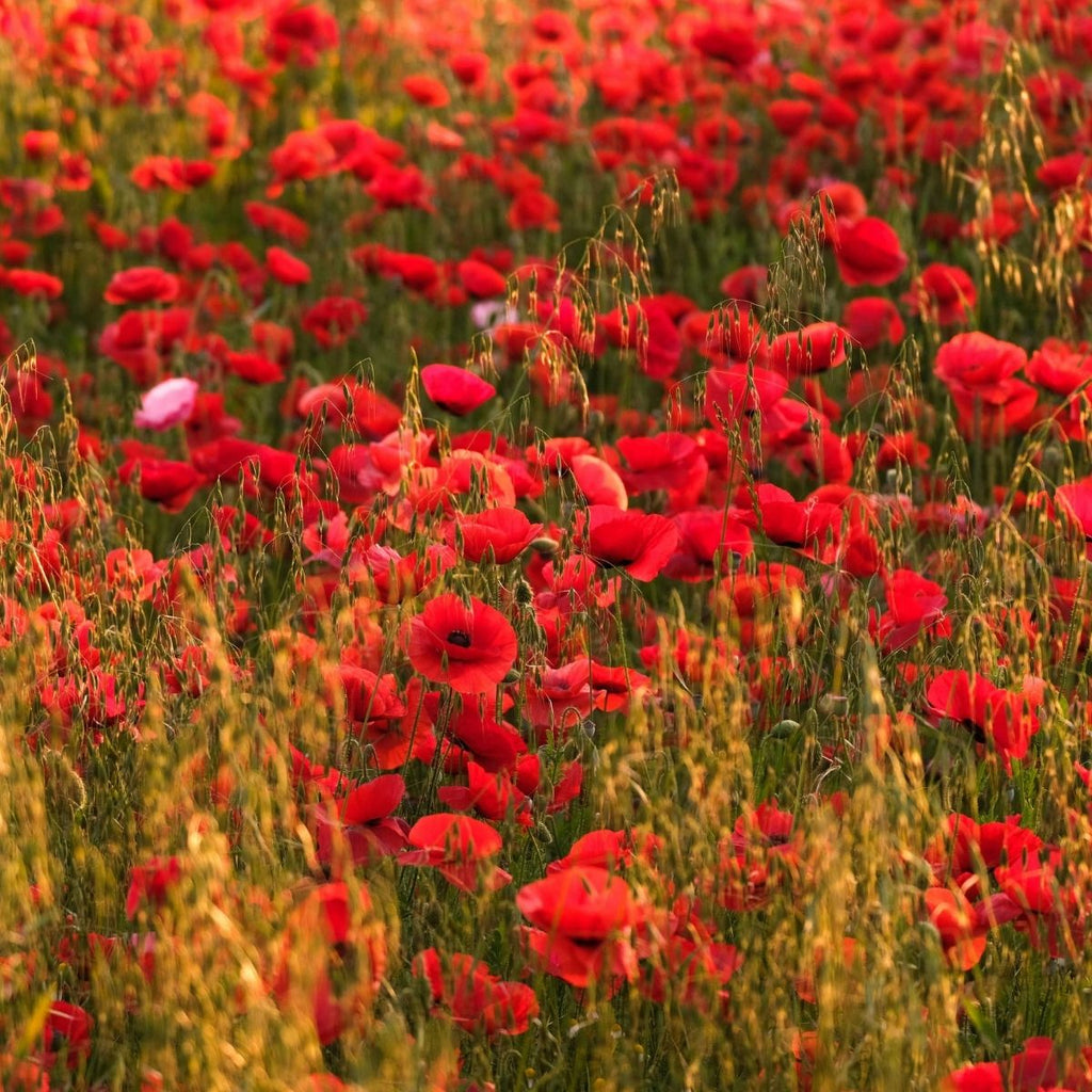 Red Poppy Wildflower Garden Confetti Seed Balls