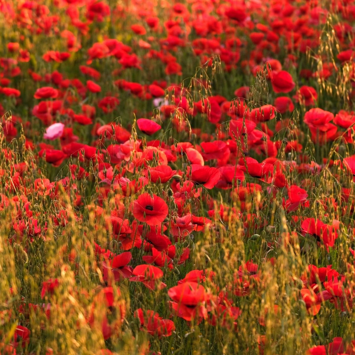 Red Poppy Wildflower Garden Confetti Seed Balls