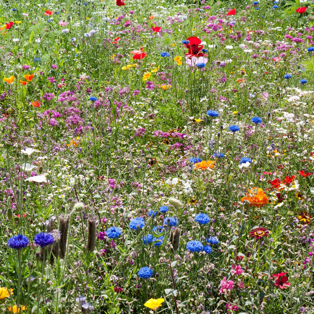 Southeast Wildflower Garden Confetti Seed Balls
