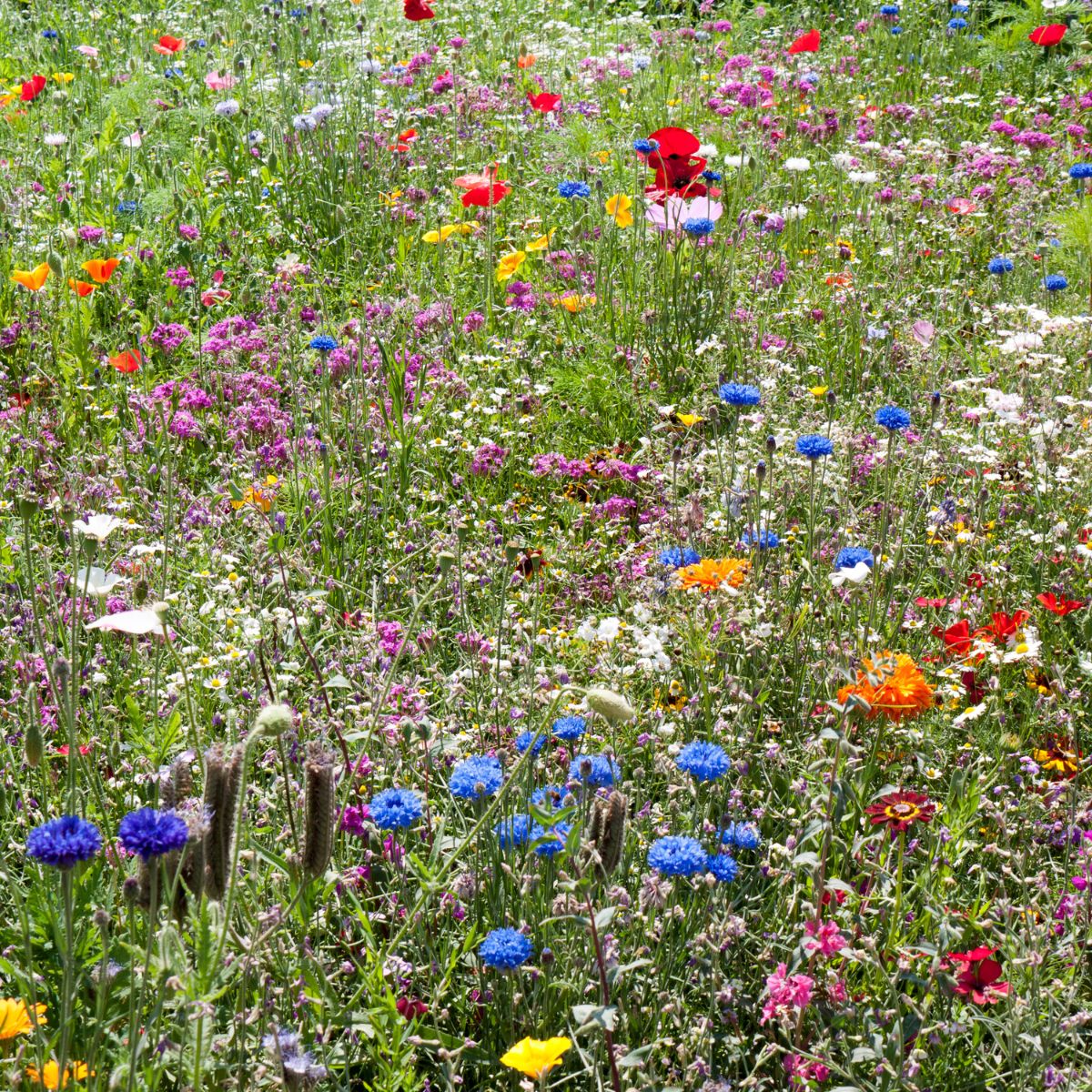 Southeast Wildflower Garden Confetti Seed Balls