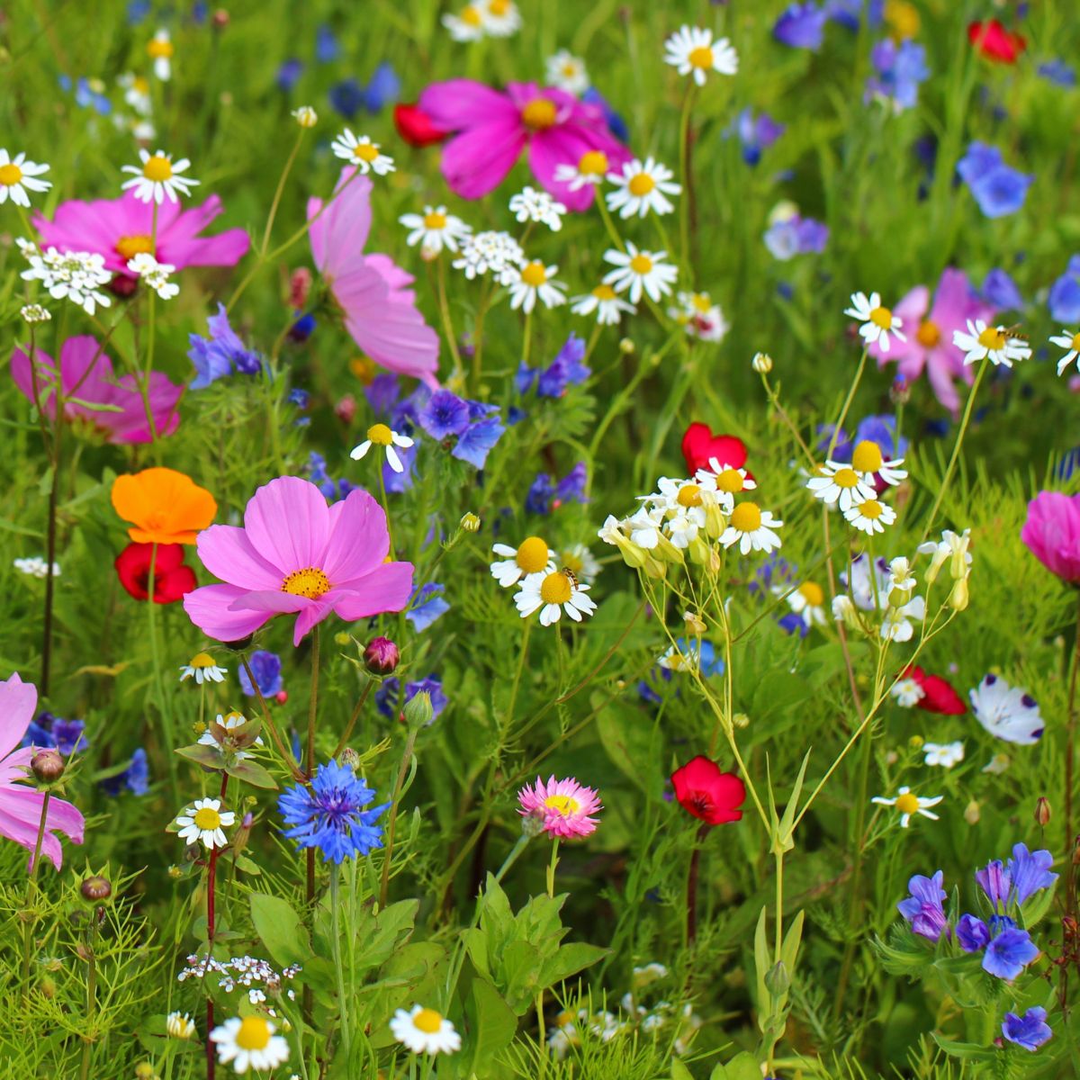 Southeast Wildflower Garden Confetti Seed Balls