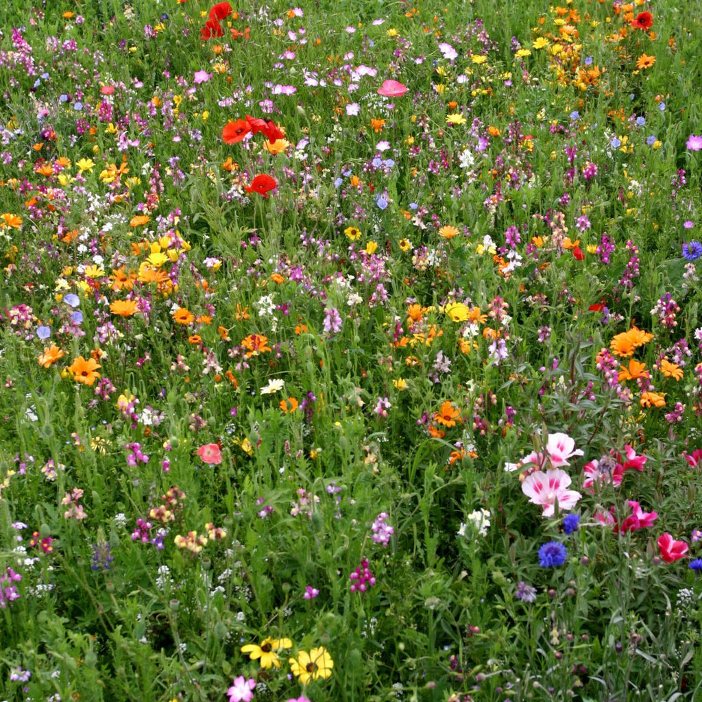 Southeast Wildflower Garden Confetti Seed Balls